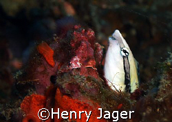False Cleanerfish; waiting in a hole for a fish offering ... by Henry Jager 